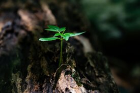 Growth learning stage